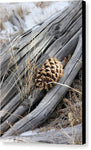 Pinecone Perch - Canvas Print