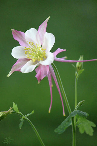 Pink Columbine - Art Print