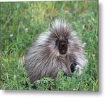 Porcupine Pose - Metal Print