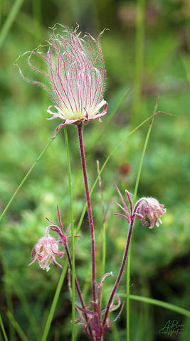 Prairie Smoke - Art Print