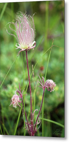 Prairie Smoke - Metal Print