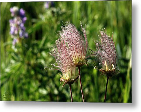 Prairie Smoke Trio - Metal Print