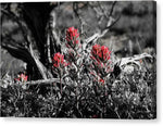 Red Blooms - Canvas Print