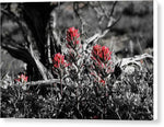 Red Blooms - Canvas Print