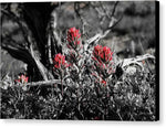 Red Blooms - Canvas Print