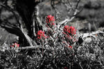 Red Blooms - Art Print