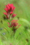 Red Indian Paintbrush - Art Print