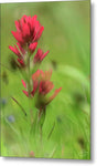 Red Indian Paintbrush - Metal Print