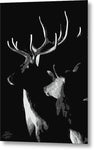 Bull and Cow Elk - Metal Print