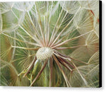 Salsify Seed Head  - Canvas Print