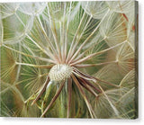 Salsify Seed Head  - Canvas Print