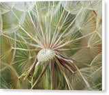 Salsify Seed Head  - Canvas Print