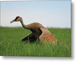 Sandhill Crane - Metal Print