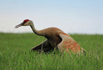 Sandhill Crane - Art Print