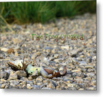 The Frog Croaked - Metal Print