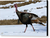 Wild Turkey - Canvas Print