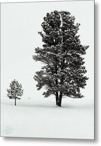 Winter Green - Metal Print