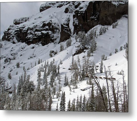 Winter Wilderness - Metal Print