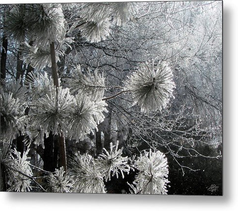 Winter Woods - Metal Print